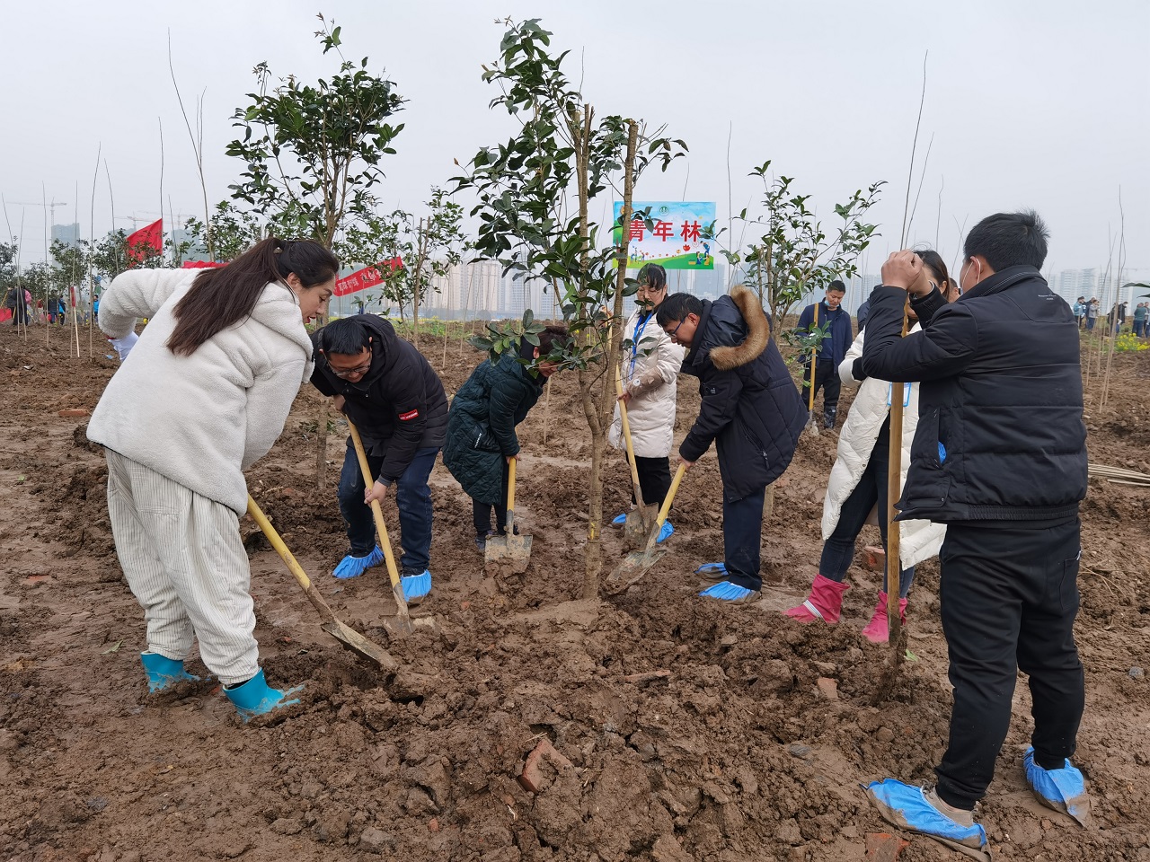 安徽迈德普斯党支部组织开展义务植树活动